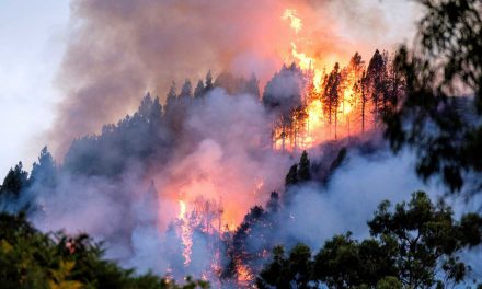 Especial «Apoyo a Gran Canaria»: «Concienciarnos contra los incendios», cuentos de 1º de ESO-B